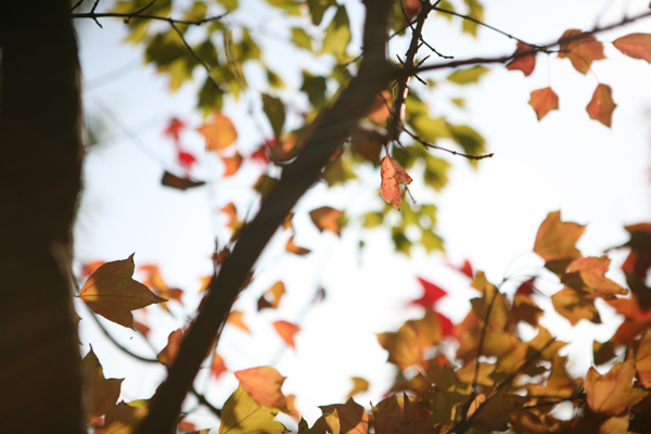 終わりかけの紅葉もなかなかのもの？